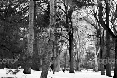Snow and trees in Central Park