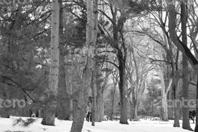 Between snow and trees