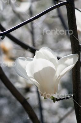 Beautiful Flowers of a Magnolia Tree