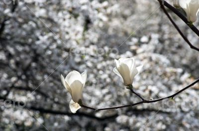 Beautiful Flowers of a Magnolia Tree