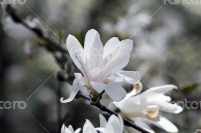 Beautiful Flowers of a Magnolia Tree