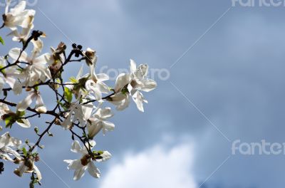 Beautiful Flowers of a Magnolia Tree