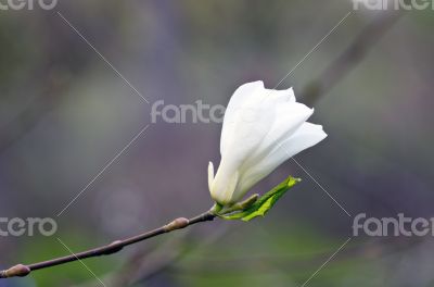 Beautiful Flowers of a Magnolia Tree