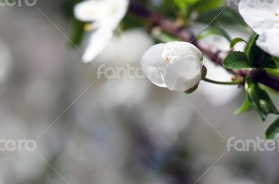 Cherry blossom closeup over natural background 