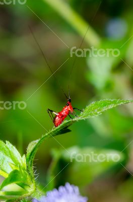 Conocephalus Melas tiny red Cricket