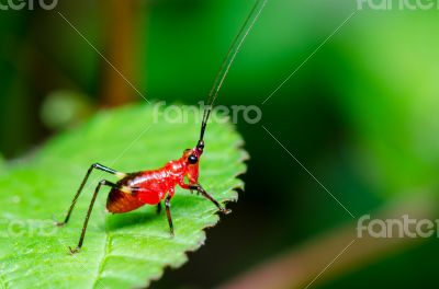 Conocephalus Melas tiny red Cricket