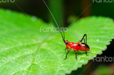 Conocephalus Melas tiny red Cricket