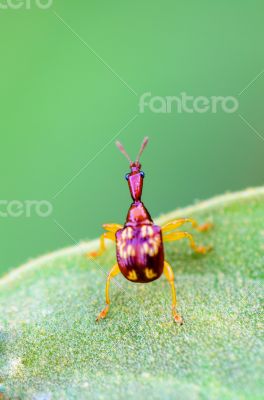 Close up Leaf Rolling Weevil or Giraffe Weevil