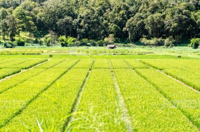 Green rice field