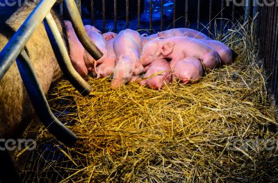 Newborn pigs sleeping on the straw.