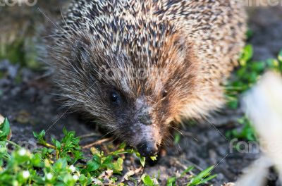 hedgehog close-up portrait