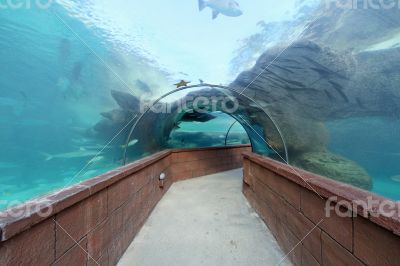 Aquarium Tunnel