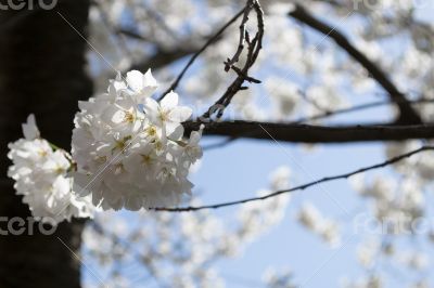 Cherry blossoms bunch