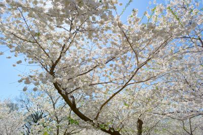 Cherry blossom tree