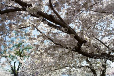 Cherry tree with blossoms