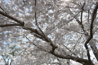 White flowery sky