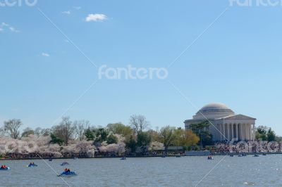 Thomas Jefferson Memorial during the Cherry blossom festival