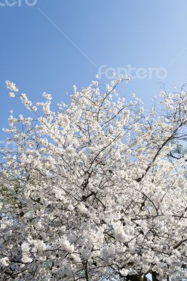 White tree