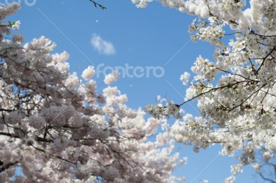 Bunch of flowers