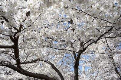 White floers during the Cherry Blossom festival