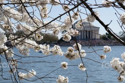 Cherry blossoms covering the Thomas Jefferson Memorial