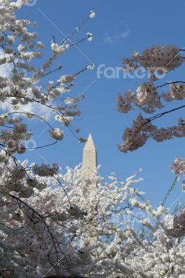 Top of the Washington Memorial