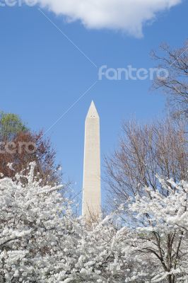 Washington memorial in spring