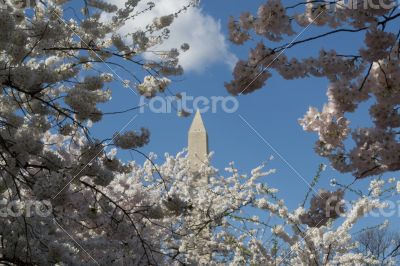 Flowers around the Washington Memorial
