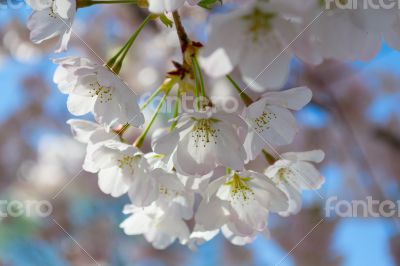 White and pink flowers