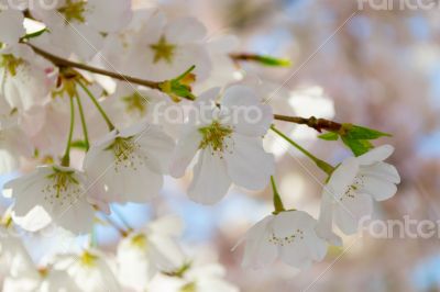 Cherry tree flowers side by side