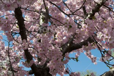 Pink Sakura flowers