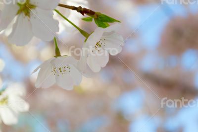 Two cherry tree flowers