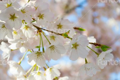 Sakura pink and white flowers