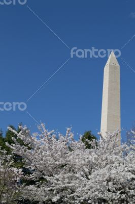 Festival and Washington Memorial