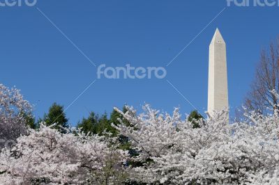 Washington Memorial overseeing the cherry blossom festival