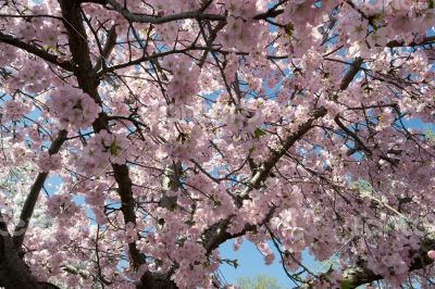 Pink cherry blossoms