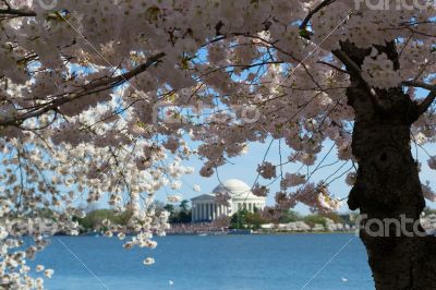 Thomas Jefferson Memorial surrounded by flowers