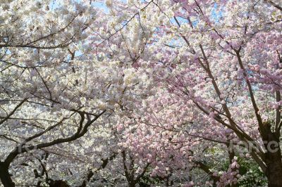 pink and white flowers