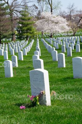 Cherry tree at the Arlington Cemetery 