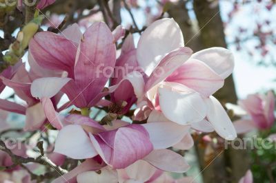 Tulip tree flower