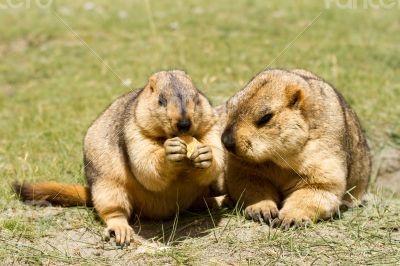 Two funny marmots with bisquit on a green grass