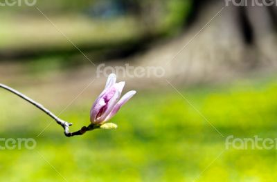 Beautiful Flowers of a Magnolia Tree