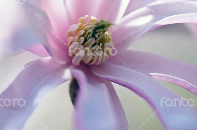 Beautiful Flowers of a Magnolia Tree