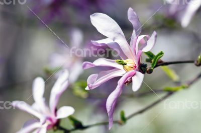 Beautiful Flowers of a Magnolia Tree