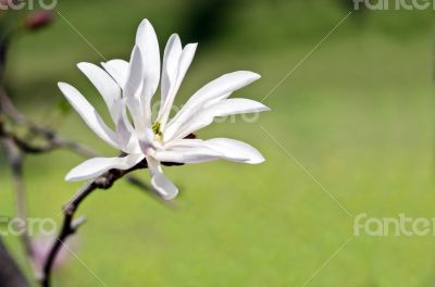 Beautiful Flowers of a Magnolia Tree