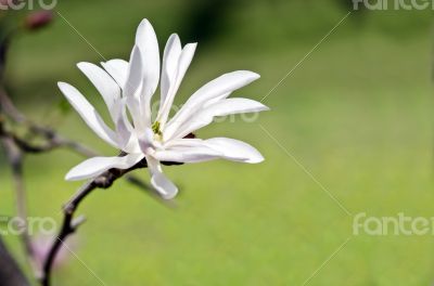 Beautiful Flowers of a Magnolia Tree