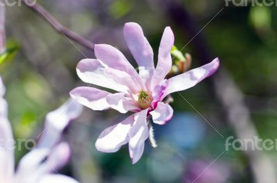 Beautiful Flowers of a Magnolia Tree