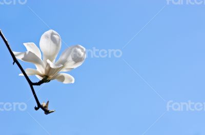 Beautiful Flowers of a Magnolia Tree