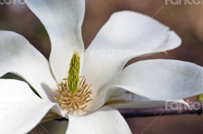 Beautiful Flowers of a Magnolia Tree