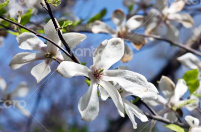 Beautiful Flowers of a Magnolia Tree